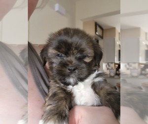 Shih Tzu Puppy for sale in NEWPORT, MI, USA