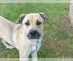 Small Black Mouth Cur Mix