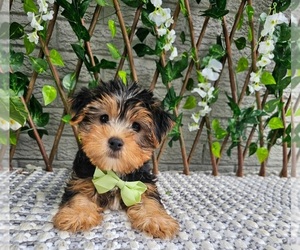 Yorkshire Terrier Puppy for sale in INDIANAPOLIS, IN, USA