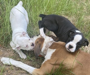 Boxer Litter for sale in BUXTON, OR, USA