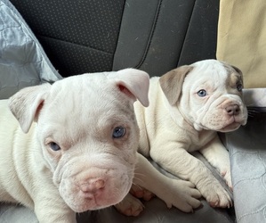American Bully Puppy for Sale in PORTLAND, Oregon USA