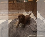 Small Photo #14 Poodle (Standard) Puppy For Sale in VICTOR, NY, USA