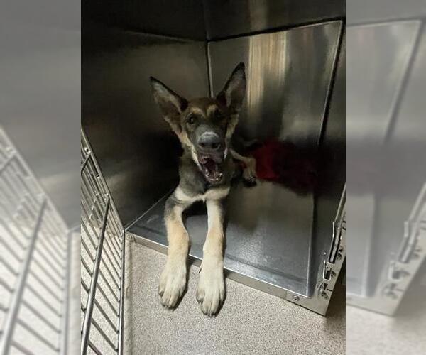 Medium Photo #1 German Shepherd Dog Puppy For Sale in Pasadena, CA, USA