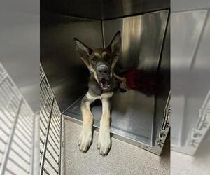 Medium German Shepherd Dog
