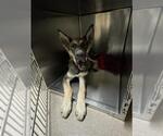 Small German Shepherd Dog