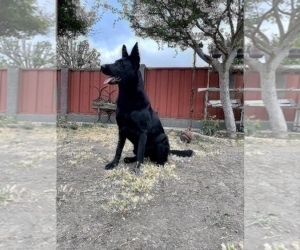 German Shepherd Dog Puppy for sale in HAYWARD, CA, USA