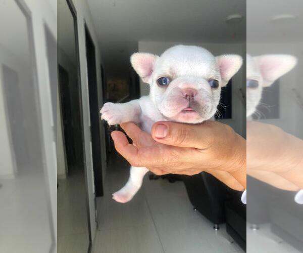 Medium Photo #1 French Bulldog Puppy For Sale in ORLANDO, FL, USA