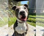 Small #42 American Pit Bull Terrier