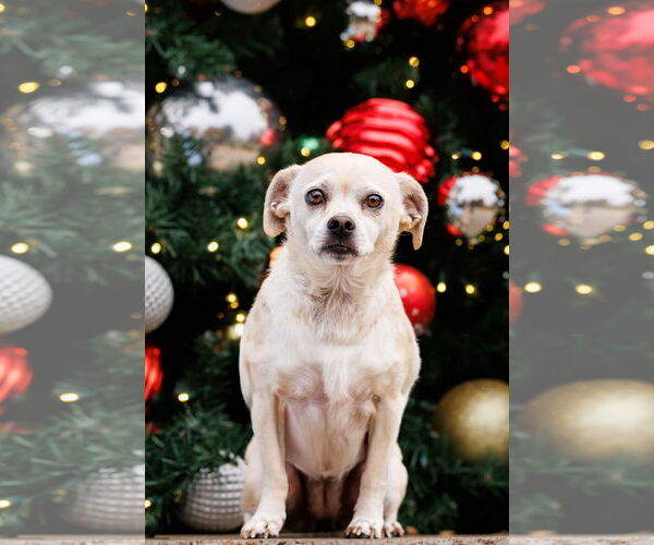 Medium Photo #6 Chug Puppy For Sale in McKinney, TX, USA