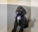 Small Photo #3 Bernedoodle Puppy For Sale in GRANTSVILLE, UT, USA
