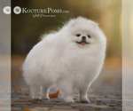 Small #6 Pomeranian