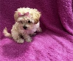 Puppy Bella toy size Shih-Poo