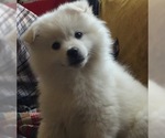 Small Miniature American Eskimo