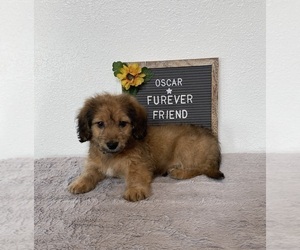 Doxie-Chon Puppy for sale in BLOOMFIELD, IN, USA