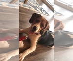 Small Photo #9 Beagle Puppy For Sale in MENIFEE, CA, USA
