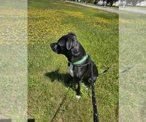 Harley - Female Mutt Dog for Adoption - Photo #3