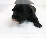 Puppy 3 Poodle (Miniature)-ShihPoo Mix