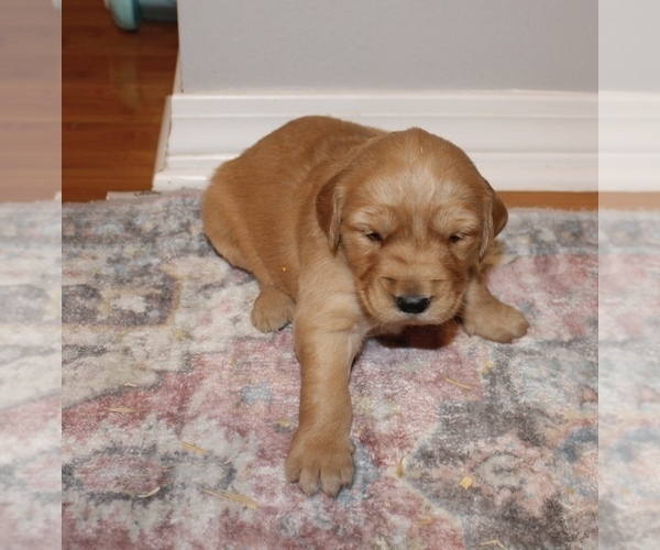 Medium Photo #8 Golden Retriever Puppy For Sale in GRAND BAY, AL, USA