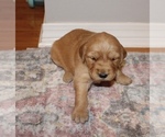 Small Photo #8 Golden Retriever Puppy For Sale in GRAND BAY, AL, USA