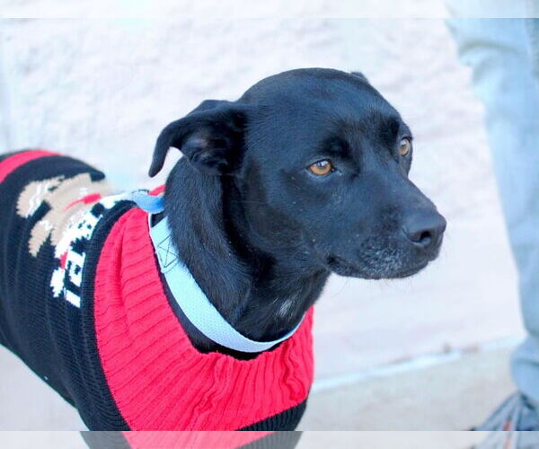 Medium Photo #2 Mutt Puppy For Sale in Royse City, TX, USA