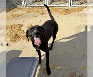 Labrador Retriever-Unknown Mix Dogs for adoption in Aurora, IL, USA