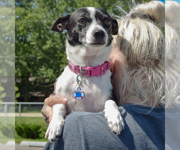 Medium Photo #5 Jack-Rat Terrier Puppy For Sale in Huntley, IL, USA