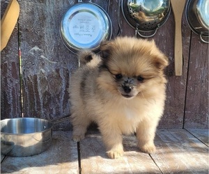 Pomeranian Puppy for sale in ORRVILLE, OH, USA