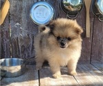 Image preview for Ad Listing. Nickname: Bo