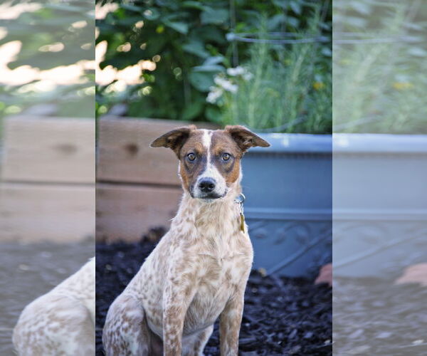 Medium Photo #1 Mutt Puppy For Sale in Sandy, UT, USA