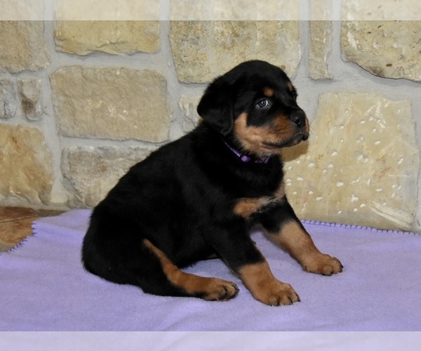 Medium Photo #4 Rottweiler Puppy For Sale in CELE, TX, USA