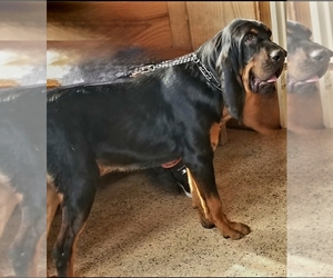 Father of the Bloodhound puppies born on 03/08/2025