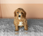 Small Photo #37 Golden Cavadoodle Puppy For Sale in MILLERSBURG, IN, USA
