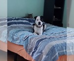 Small #2 American Bulldog-Labrador Retriever Mix