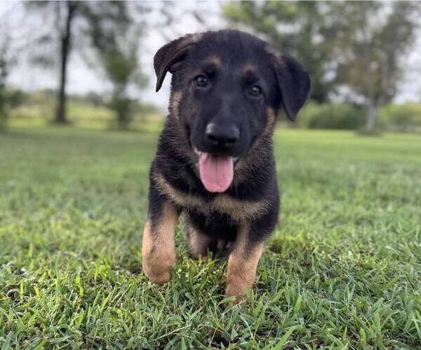 Medium Photo #1 German Shepherd Dog Puppy For Sale in HOLDEN, MO, USA