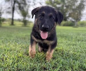 Medium German Shepherd Dog