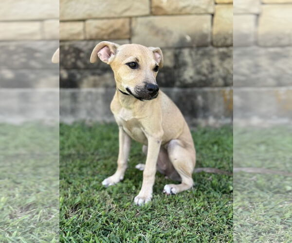 Medium Photo #5 Mutt Puppy For Sale in PIPE CREEK, TX, USA