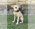 Small #4 Mutt