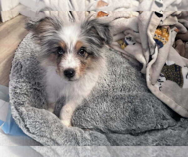 Medium Photo #2 Australian Shepherd-Unknown Mix Puppy For Sale in Dana Point, CA, USA