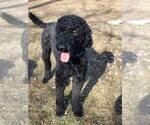 Small Photo #1 Goldendoodle Puppy For Sale in DENVER, PA, USA