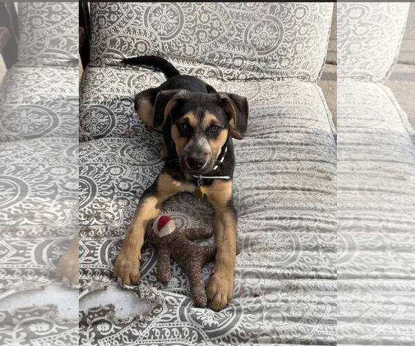 Medium Photo #2 Shepweiller Puppy For Sale in Sandy, UT, USA