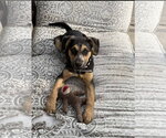 Small #1 Shepweiller