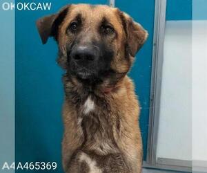Black Mouth Cur-Unknown Mix Dogs for adoption in Oklahoma City, OK, USA