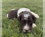 Small Photo #42 Goldendoodle Puppy For Sale in HOWARD CITY, MI, USA