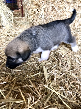 Medium Photo #4 Anatolian Shepherd-Great Pyrenees Mix Puppy For Sale in ROBSTOWN, TX, USA