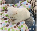 Small Photo #3 Chihuahua Puppy For Sale in RANCHO CUCAMONGA, CA, USA