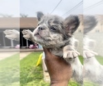 Small Photo #15 French Bulldog Puppy For Sale in NEW ORLEANS, LA, USA