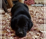 Small Photo #5 Labrador Retriever Puppy For Sale in DUNN, NC, USA