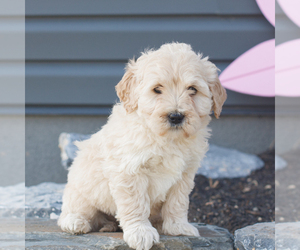 Goldendoodle (Miniature) Puppy for sale in MANHEIM, PA, USA