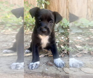 Hercules - Male Australian Kelpie-Unknown Mix Dog for Adoption - Photo #4