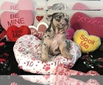 Small Photo #5 English Bulldog Puppy For Sale in LEHIGH ACRES, FL, USA